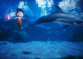 Dolfinarium produceert nieuwe dolfijnenshow: opvolger voor Oceanica