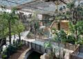 Veranderingen bij de maki’s in megakas in Pairi Daiza: één soort verlaat de collectie van Edenya