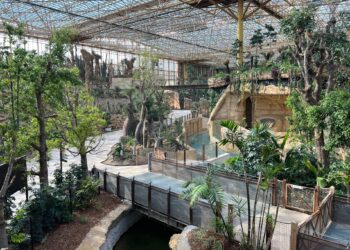 Veranderingen bij de maki’s in megakas Pairi Daiza: één soort verlaat de collectie van Edenya