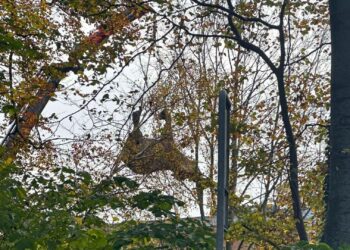 Deense dierentuin loopt miljoenen kronen subsidie mis door overleden olifanten