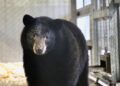 Pairi Daiza verhuist beren naar berucht project van rijkste familie in Azië