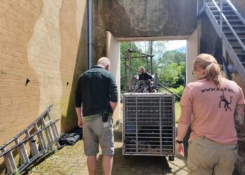 Gevecht breekt uit in chimpanseegroep van Beekse Bergen: opvang-aap sterft
