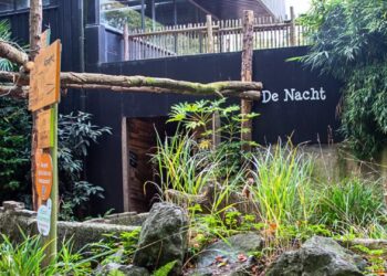 DierenPark Amersfoort stopt met senegal-galago’s