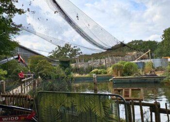 Grote verbouwing begonnen in Ouwehands Dierenpark: meerdere routes afgesloten