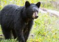 Pairi Daiza verhuist beren naar berucht project van rijkste familie in Azië