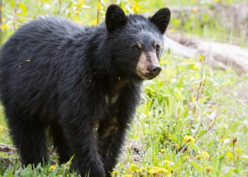 Pairi Daiza verhuist beren naar berucht project van rijkste familie in Azië