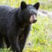 Pairi Daiza verhuist beren naar berucht project van rijkste familie in Azië