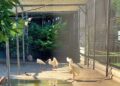 Eigenaren trekken stekker uit Nederlandse dierentuin: park blijft dicht