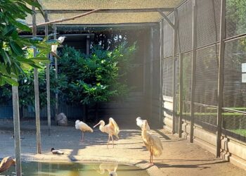 Eigenaren trekken stekker uit Nederlandse dierentuin: vergunning wordt beëindigd