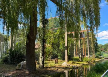 Vogelpark gaat proberen om te fokken met harpijen: ‘Kunnen ernstige gevechten ontstaan’