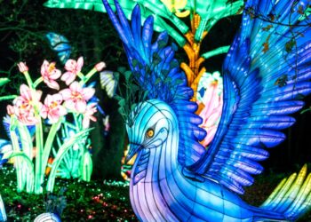 Beekse Bergen komt met nieuwe Light Safari: tickets kosten 24,50 euro per persoon