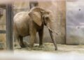 Alle olifanten verhuisd uit Zoo Duisburg: verblijf is niet langer geschikt