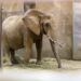 Alle olifanten verhuisd uit Zoo Duisburg: verblijf is niet langer geschikt