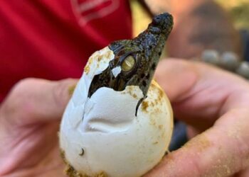 Door hittegolf worden tien krokodillen geboren in Franse dierentuin