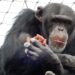 Dierenpark Amersfoort bouwt extra chimpanseeverblijf: opvang-aap komt naar de dierentuin
