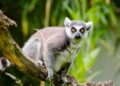 Gestolen ringstaartmaki’s zitten volgens recherche in gigantische privédierentuin Vantara