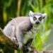 Gestolen ringstaartmaki’s zitten volgens recherche in gigantische privédierentuin Vantara