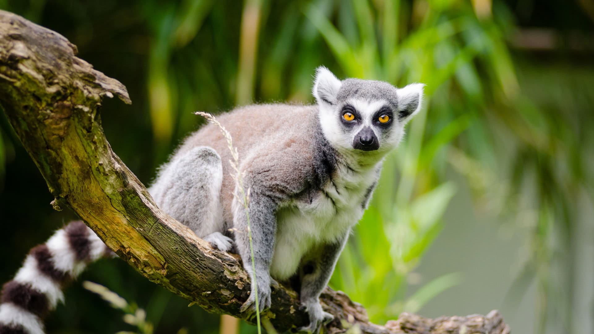Gestolen ringstaartmaki’s zitten volgens recherche in gigantische privédierentuin Vantara