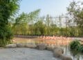 Argentijnse stekelstaarten toegevoegd aan flamingovolière van ZooParc Overloon