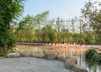 Argentijnse stekelstaarten toegevoegd aan flamingovolière van ZooParc Overloon