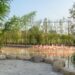 Argentijnse stekelstaarten toegevoegd aan flamingovolière van ZooParc Overloon