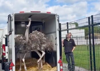 Wildlands verwelkomt vier nieuwe struisvogels voor savanneverblijf