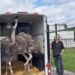 Wildlands verwelkomt vier nieuwe struisvogels voor savanneverblijf