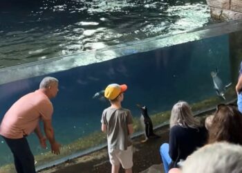 Pinguïn springt uit bassin in Pairi Daiza en belandt tussen bezoekers