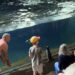 Pinguïn springt uit bassin in Pairi Daiza en belandt tussen bezoekers