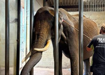 Olifant in Belgische dierentuin verliest deel van oor na ernstige infectie