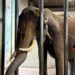 Olifant in Belgische dierentuin verliest deel van oor na ernstige infectie