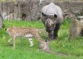 Unieke dierentuincombinatie voorlopig uit elkaar: geen cheeta meer bij neushoorns