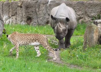 Unieke dierentuincombinatie voorlopig uit elkaar: geen cheeta meer bij neushoorns