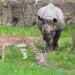 Unieke dierentuincombinatie voorlopig uit elkaar: geen cheeta meer bij neushoorns