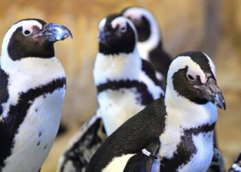 Grootste aquarium van Europa stopt tijdelijk met pinguïns