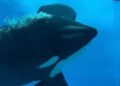 Bijzondere beelden: orka stoot kop keihard tegen aquariumruit