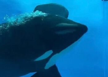 Bijzondere beelden: orka stoot kop keihard tegen aquariumruit