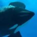 Bijzondere beelden: orka stoot kop keihard tegen aquariumruit