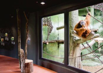Financiële problemen in grote Duitse dierentuin: abonnementen fors duurder, miljoeneninjectie van gemeente nodig