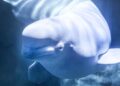 Drama na reddingsactie: beloega na drie weken overleden in Spaans aquarium