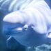 Drama na reddingsactie: beloega na drie weken overleden in Spaans aquarium