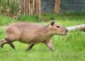Confrontatie tussen capibara’s in Gelders dierenpark loopt fataal af