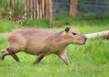 Confrontatie tussen capibara’s in Gelders dierenpark loopt fataal af
