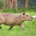 Confrontatie tussen capibara’s in Gelders dierenpark loopt fataal af
