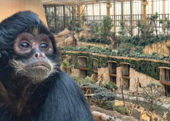 Nederlandse dierentuin stuurt nog meer slingerapen naar grootste tropische kas ter wereld