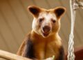 Zoo Antwerpen haalt opnieuw zeldzame boomkangoeroe binnen