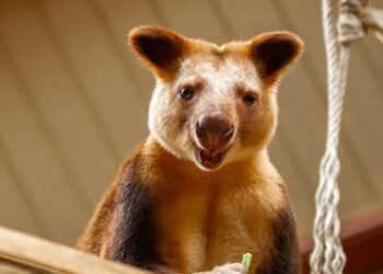 Zoo Antwerpen haalt opnieuw zeldzame boomkangoeroe binnen