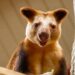 Zoo Antwerpen haalt opnieuw zeldzame boomkangoeroe binnen