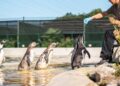 Grote privédierentuin in Nederland onthult toekomstplannen: luiaards, otters en bijzondere stekelvarkens