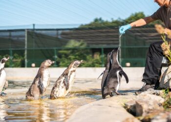 Grote privédierentuin in Nederland onthult toekomstplannen: luiaards, otters en bijzondere stekelvarkens